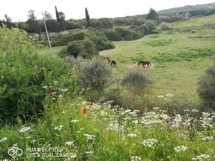 Bed and Breakfast Albero Della Musica Sassari Zewnętrze zdjęcie